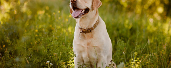 labrador retriever