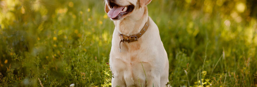 labrador retriever