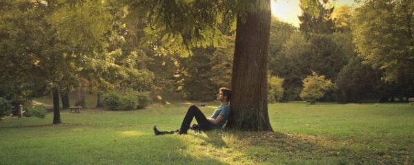 arbres en Bretagne